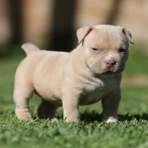Rocky(Female) Pocket Bully