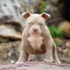 Pocket Bully