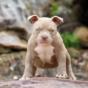 Pocket Bully