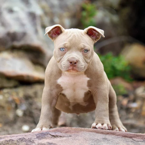 Pocket Bully