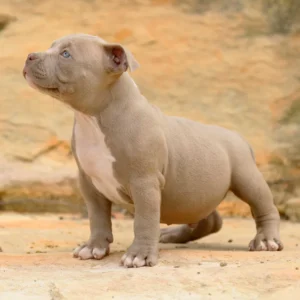 Pocket Bully