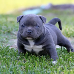 Pocket Bully