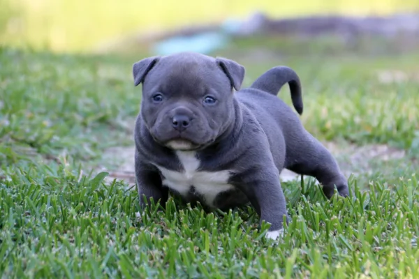Pocket Bully