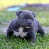 Pocket Bully