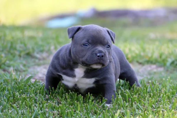 Pocket Bully