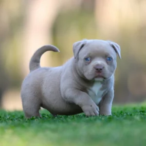 american pocket Bully