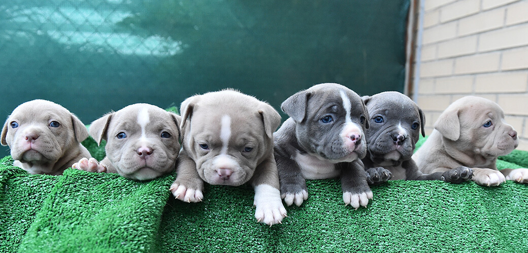 American Bully Puppies