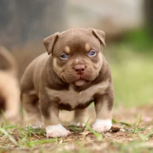 Leo (Male) Pocket Bully