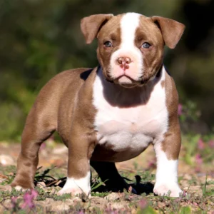 Pocket Bully