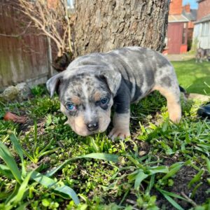 Sarge (Male) American XL Bully