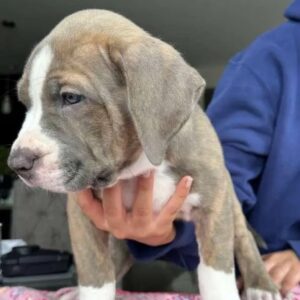 american XL bully