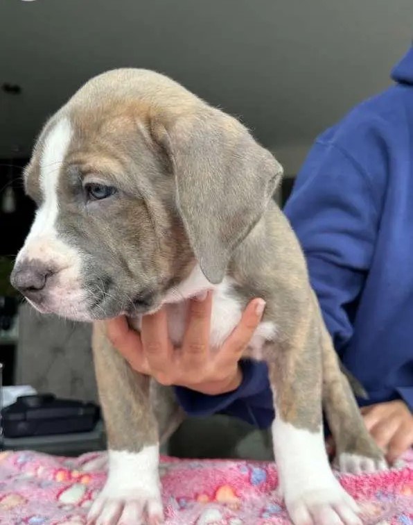 american XL bully
