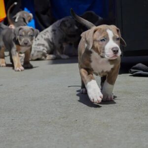 Hercules (Male) American XL Bully
