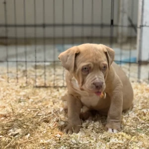 Blaze (Male) XL American Bully Puppy