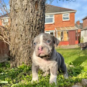 Rocky-American XL Bully 
